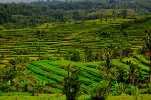 Some shots of the terraced rice paddies found in the mountains north of Denpsar, Bali, Indonesia.
