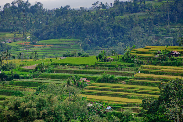 Some shots of the terraced rice paddies found in the mountains north of Denpsar, Bali, Indonesia.
