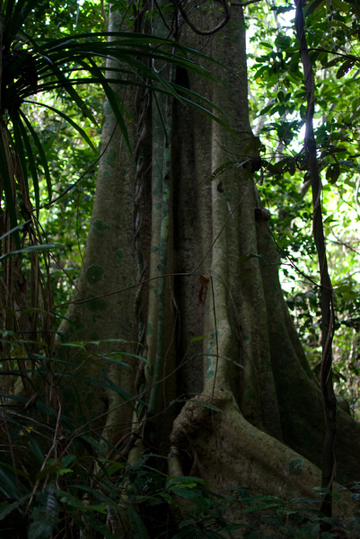 Some shots from a recent walk in the jungle.
