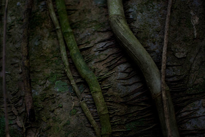 Jungle (detail)