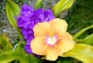 We decorated my yard with Bougainvillea and other flowers
for a fund-raising event I held there recently. They were 
so nice I couldn't help but take a photo.

