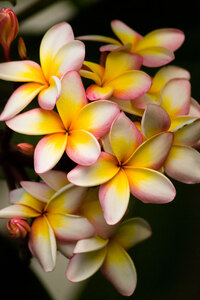 Frangipani Flowers