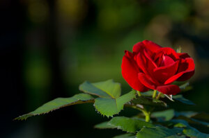 A rose outside our guest house in Lakatoro.
