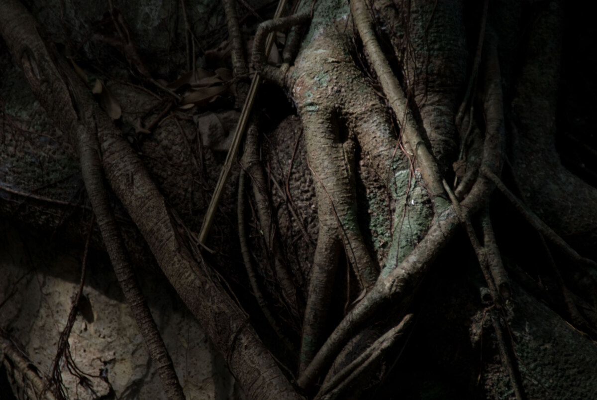 lambubu-banyan-trunk-1.jpg