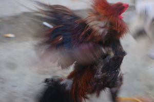 Scenes from a traditional cockfight in Mataram, Lombok, Indonesia.

