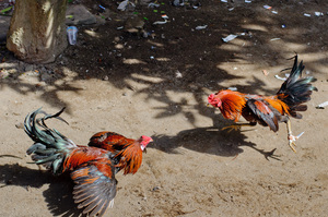 Scenes from a traditional cockfight in Mataram, Lombok, Indonesia.
