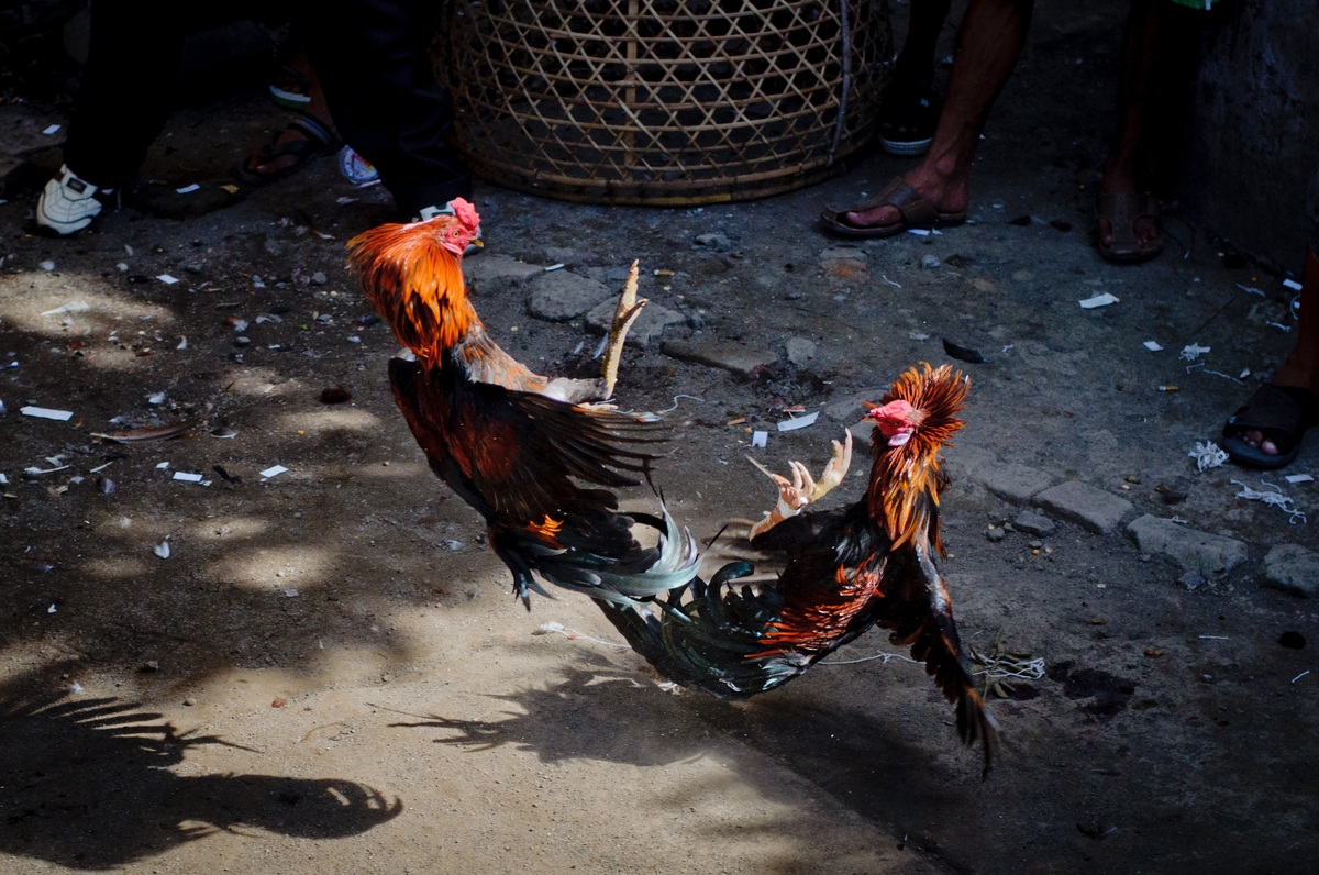 Scenes from a traditional cockfight in Mataram, Lombok, Indonesia.
