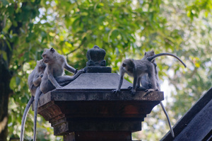 Monkeys proliferate at the base of a mountain-top temple in Lombok, Indonesia.

