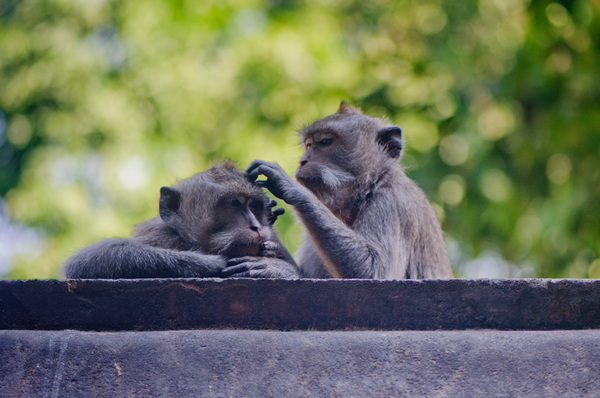 Monkeys proliferate at the base of a mountain-top temple in Lombok, Indonesia.
