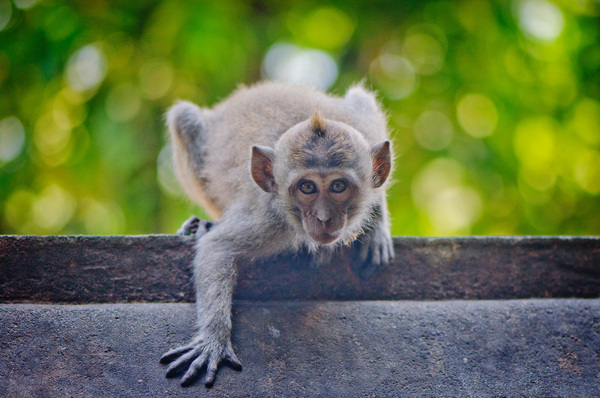 Monkeys proliferate at the base of a mountain-top temple in Lombok, Indonesia.
