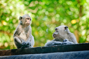 Monkeys proliferate at the base of a mountain-top temple in Lombok, Indonesia.
