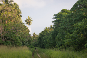 From a lightning visit to south Malekula and a return trip to the flea on the neck of the dog.
