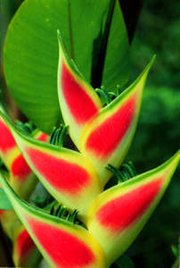 Two views of a flower from the Botanical Gardens at Mele, about 15 minutes
drive from Port Vila. 
