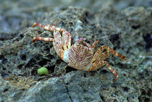 
The beaches of Vanuatu are rife with small creatures scuttling
about. During one stroll on a beach I was so intent on avoiding the
thousands of hermits crabs underfoot that I knocked myself silly
on an overhanging mangrove branch.

