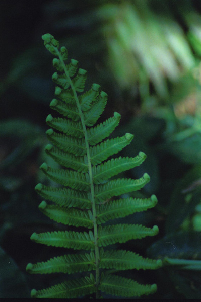 On our last full day in Nguna, the men insisted that we should walk to the top 
of the hill at whose base the village sits. The walk took us through a heavily 
forested area interspersed with small plots on which taro, yam, popo 
(papaya) and a wide variety of other 'island food' were grown. This fern is
gathered and used as food, much as fiddleheads are in Canada.
