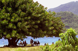 
Norsup's airstrip ends about 100 metres from the sea shore. People tend to prefer
waiting under this expansive tree because of the shade and the fresh
inshore breeze. The benches were constructed out of bamboo by the locals,
who sell drinks and 'smol kakae' (island food) to the pre-departed. 

