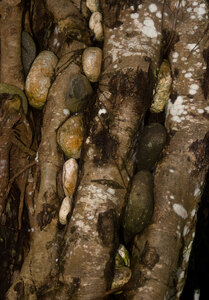 These photos document a puzzling and - as far as I can tell - unique phenomenon. A nambanga (banyan) tree growing near the shore in Waterfall village in central Pentecost island has its entire root system filled with stones ranging in size from small pebbles to 20 cm or more. At first I thought this was the work of local children playfully sticking stones into the gaps between the many hanging roots, but it quickly became clear that this was not the case. It seems that the tree's habit of grabbing onto whatever's nearest has, in this particular locale, resulted in a tree that hoards stones and pebbles.
