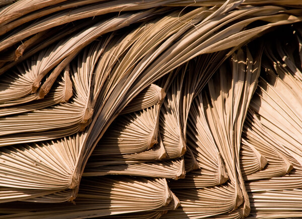 Palm fronds dried and readied for use in traditional Timorese roofing.
