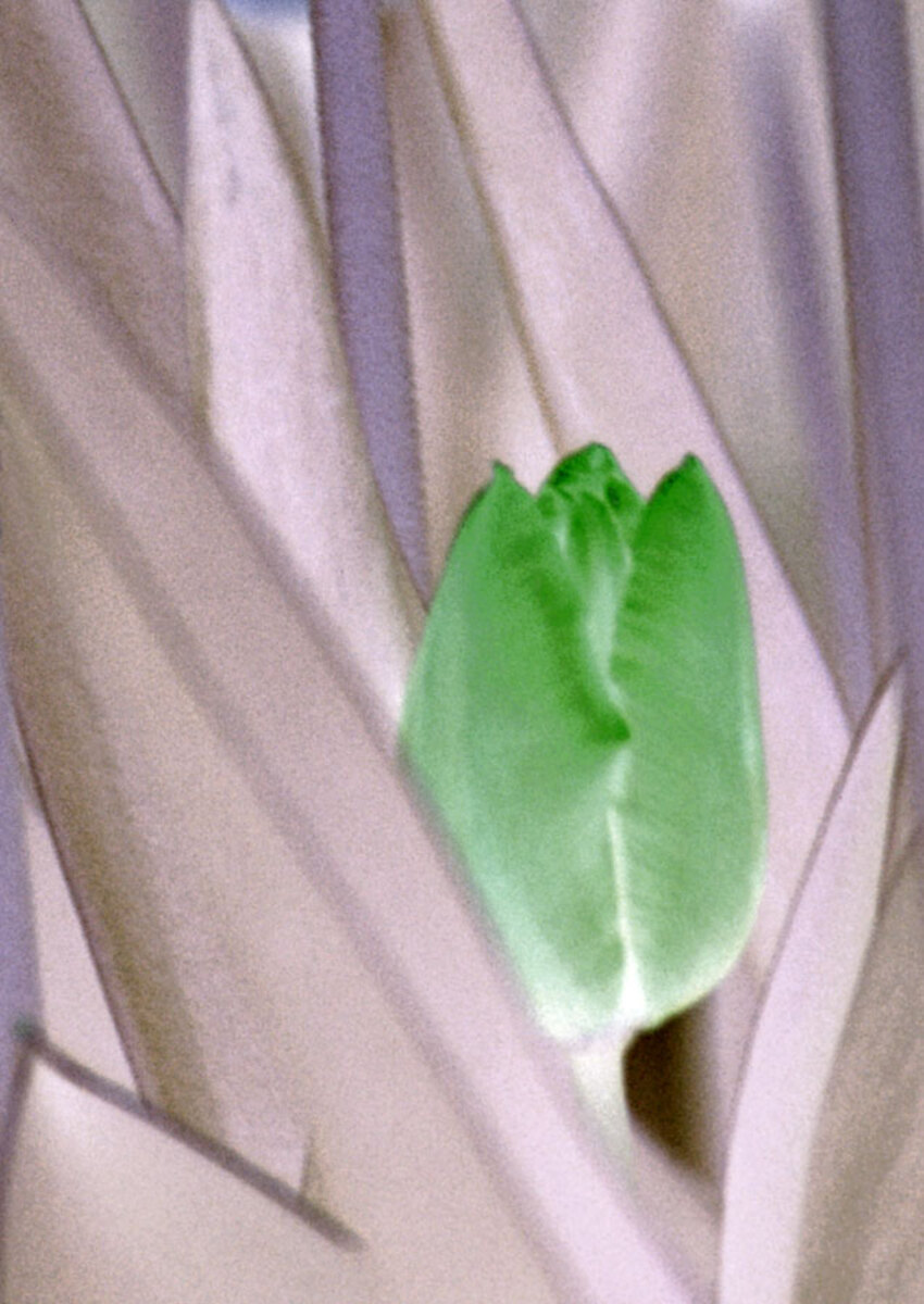 tulip-purple-1b.jpg