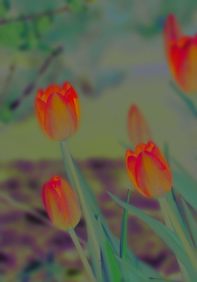 tulip-purple-2a.jpg