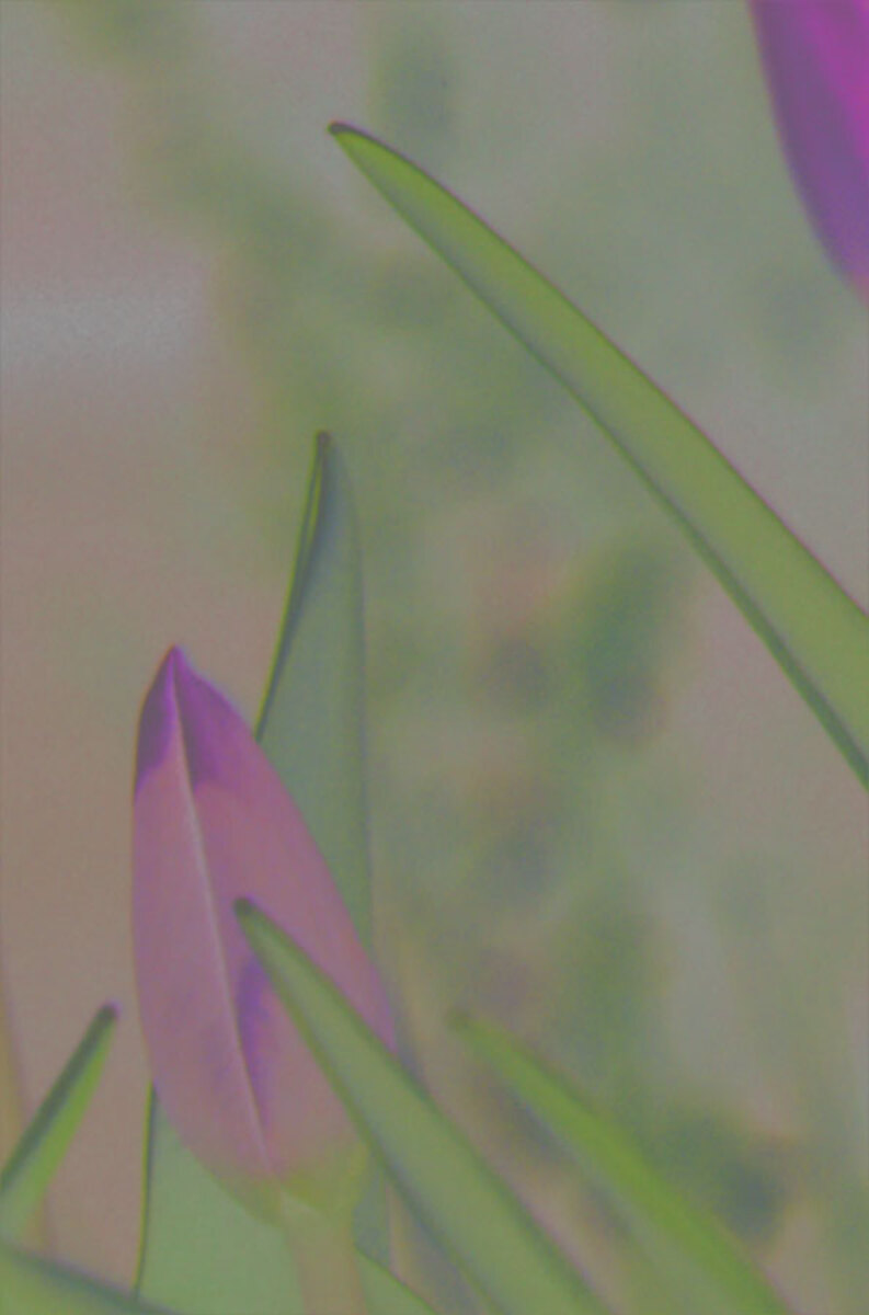 tulip-sestet-1c.jpg