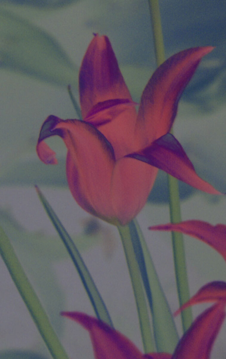 tulip-sestet-2c.jpg