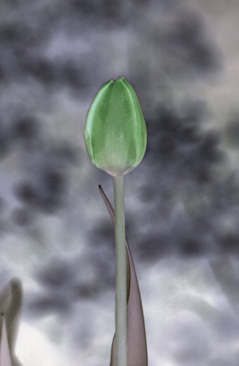tulip-solo-1b.jpg