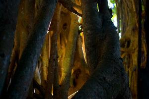 The sun was setting on the other side of this nambanga (banyan) tree, making it appear to glow within.
