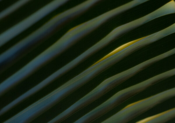 Coconut Leaf Abstract