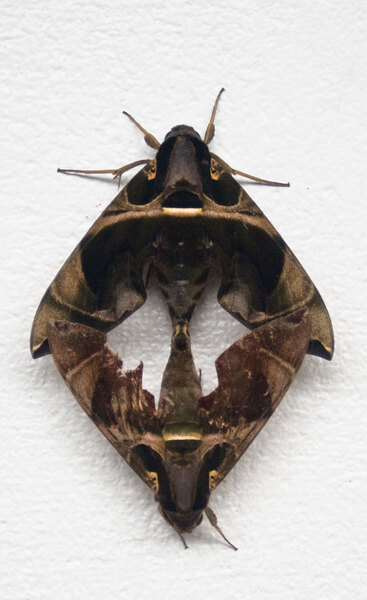 I stepped out of the house one morning to find these moths right by my front door. Fascinating.
