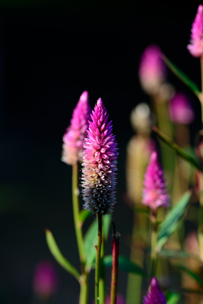 Some flowers I found up in Bellevue.
