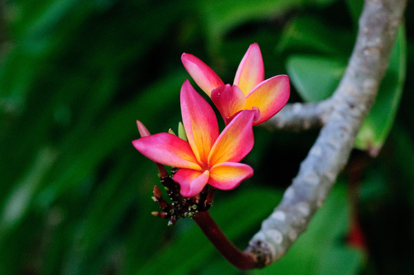 The frangipani tree outside Derek's place has beautiful blossoms.
