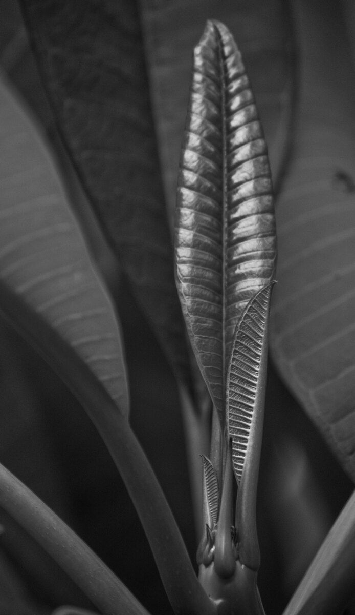 vila-frangipani-leaf-2.jpg