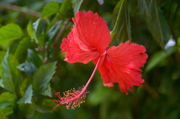 Hibiscus flowers bloom everywhere in Port Vila, but they're terribly difficult to photograph well. This is the best I've managed in four and a half years, and it's only workmanlike.
