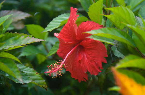 Another photo of a hibiscus flower. They're everywhere, but very hard to photograph.
