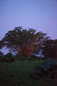 More shots for an Island Life piece on land reform.
