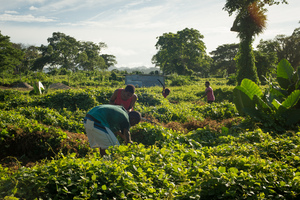More shots for an Island Life piece on land reform.
