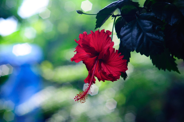 A bunch of photos, new and old, taken in and around Port Vila.
