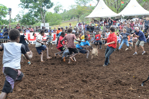 Port Vila residents gathered to watch a bit of the Wild West on Saturday in what everyone hopes is the first annual Port Vila Rodeo.
