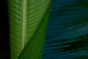Banana leaf.
