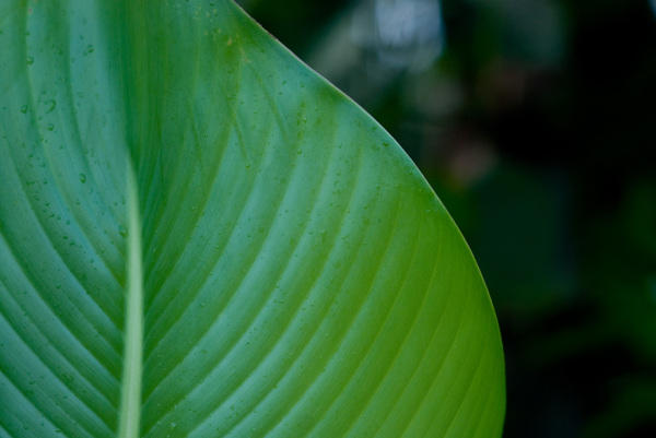 Banana leaf.
