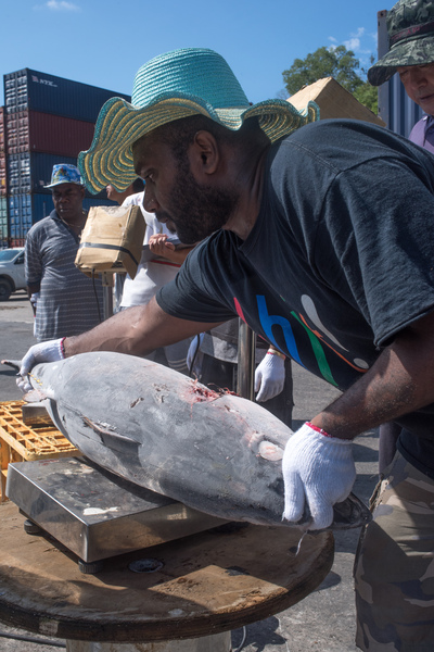 Flash frozen yellowfin tuna from Honiara are trans-shipped into a refrigerated container in Port Vila.
