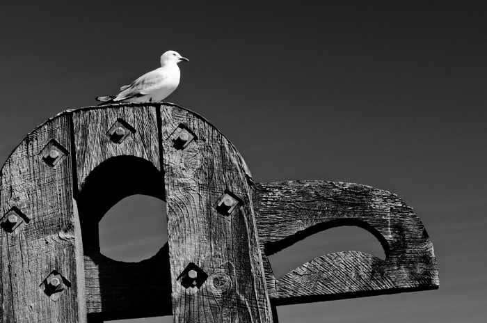 Seagull on bird sculpture